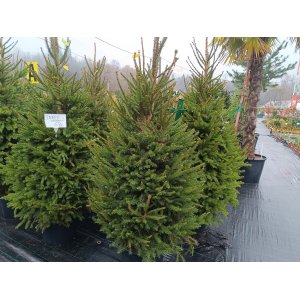 Smrek obyčajný (Picea abies) - výška 190-200 cm, kont. C20L - 2. TRIEDA